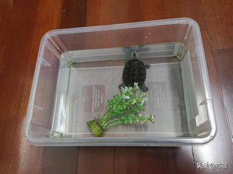 龜卸 養龜缸